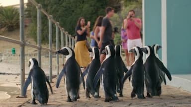 Colonia Pingüino 1x6