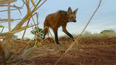 Animal 1x2
