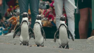 Colonia Pingüino 1x1