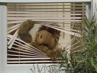 ALF 1x1