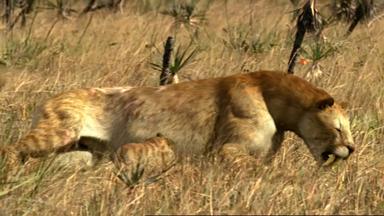 Prehistoric Park 1x4