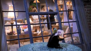 Friends 1x19