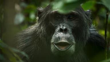 El imperio de los chimpancés 1x4