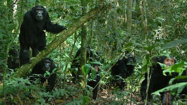 El imperio de los chimpancés 1x2
