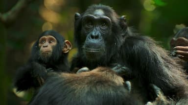 El imperio de los chimpancés 1x1