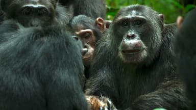 El imperio de los chimpancés 1x3