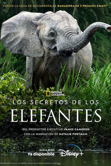 Secretos de los Elefantes